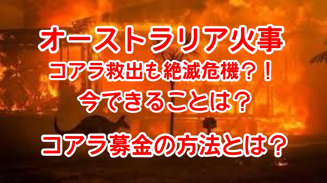 オーストラリア火事でコアラ救出も絶滅危機！日本ではなぜ報道されない？今できることは